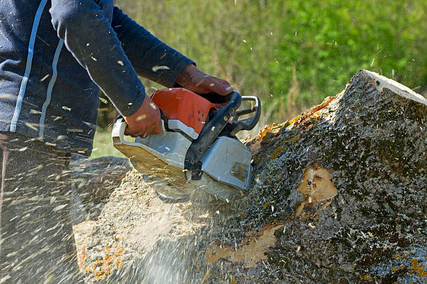 Best Tree Disease Treatment  in Lorane, PA